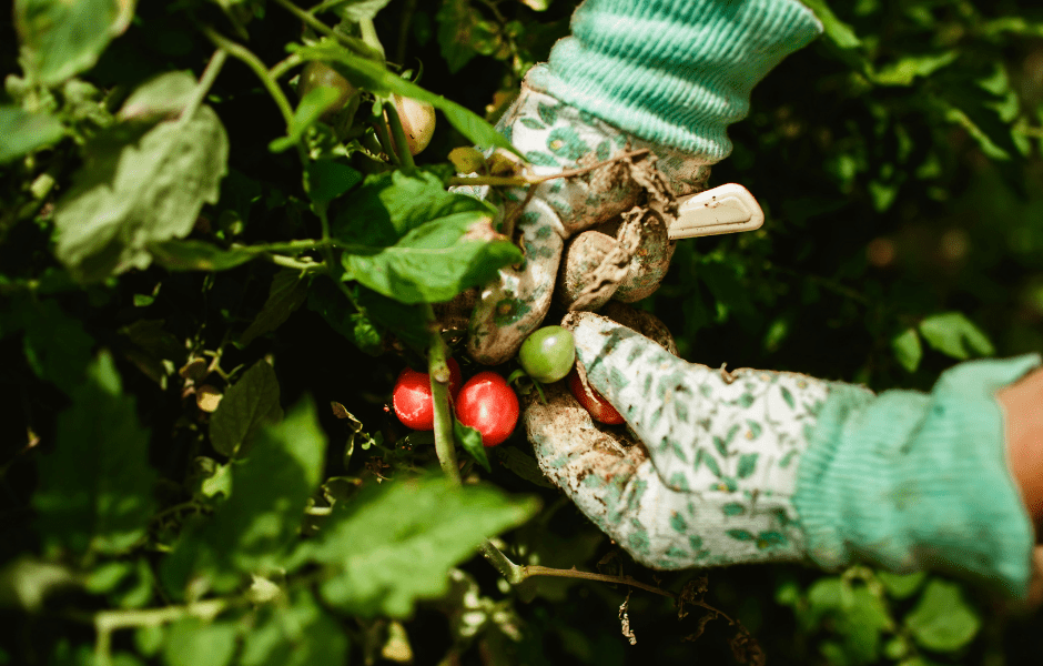 Gloved hands pick tomatoes.
